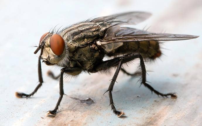 Flies Control — Pied Pipper
