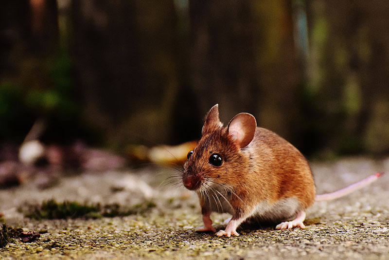 Rat Control — Pied Pipper