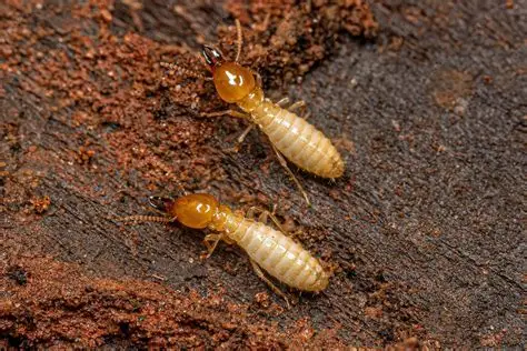 Termite Control — Pied Pipper