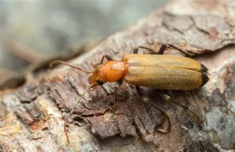 Wood Borer Control — Pied Pipper