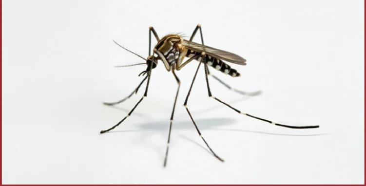 Mosquito Control — Pied Pipper