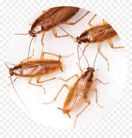 Cockroach Control — Pied Pipper