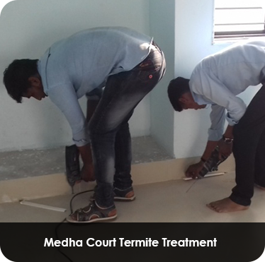 Pest control treatment in Maharashtra — Pied Pipper