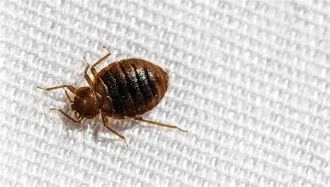Bed Bug Control — Pied Pipper