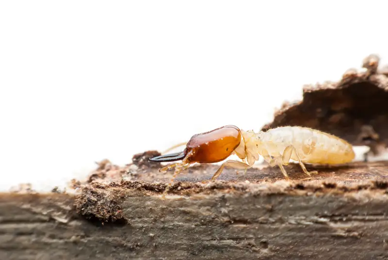 Macro close-up of termites decomposing wood