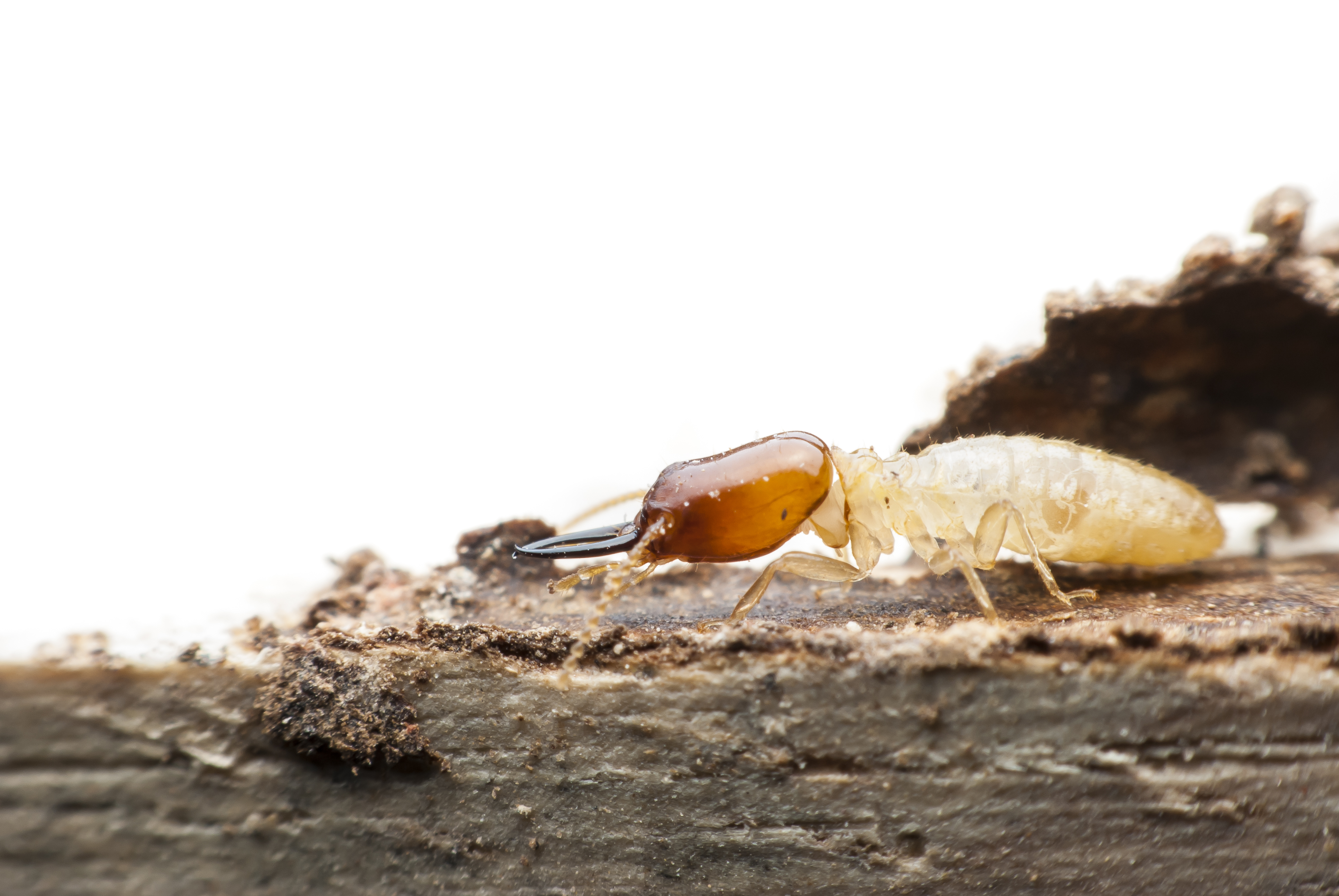 Macro close-up of termites decomposing wood